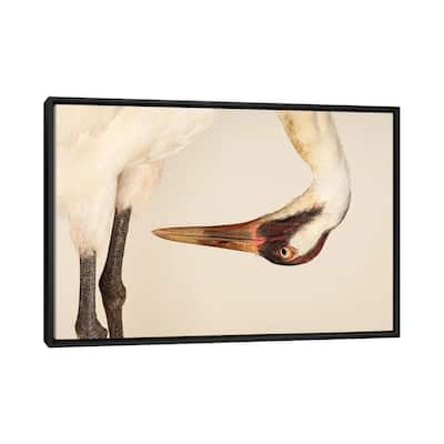 iCanvas "Sara, The Endangered And Federally Endangered Whooping Crane,At The Audubon Center" by Joel Sartore Framed Canvas Print