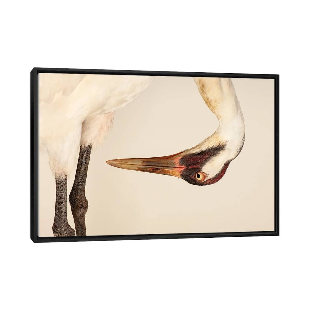 iCanvas "Sara, The Endangered And Federally Endangered Whooping Crane,At The Audubon Center" by Joel Sartore Framed Canvas Print