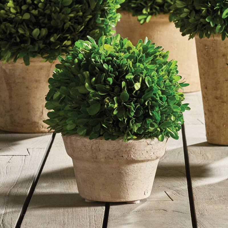 Boxwood Ball In Pot Medium - Green