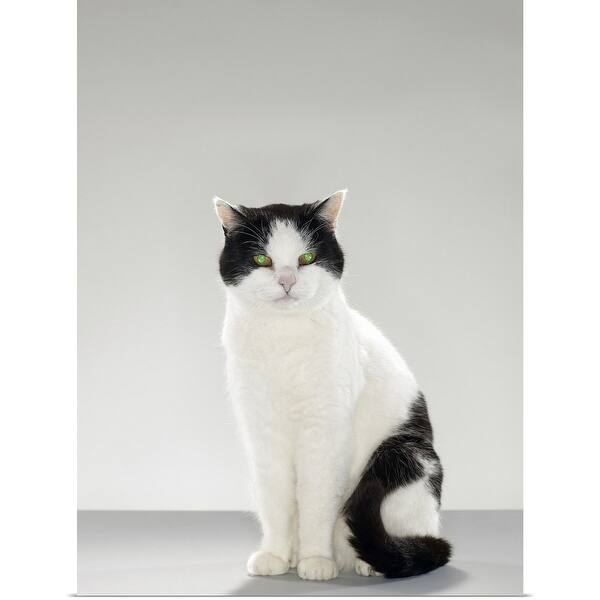 Shop Black And White Cat With Glowing Green Eyes Poster Print