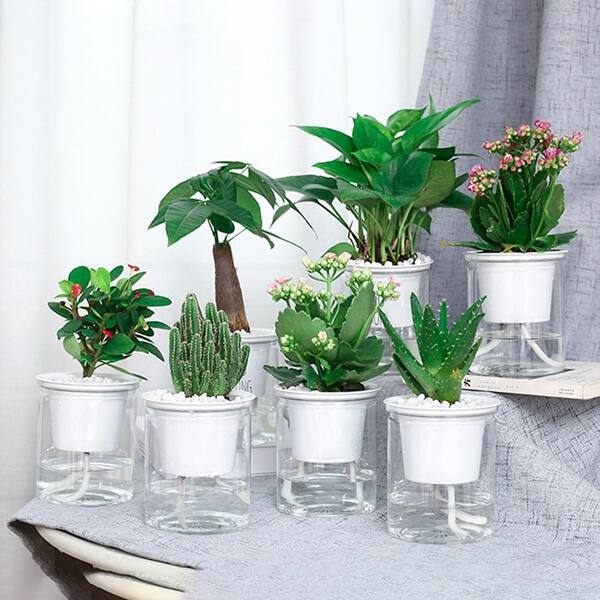 money tree plant potting soil Money Tree 10" Std