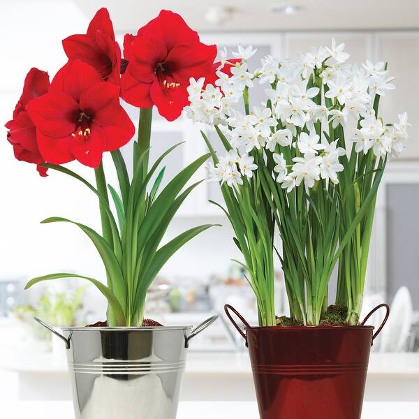 Van Zyverden Amaryllis& Paperwhite Duo Two Pack Kits with Artisan ...