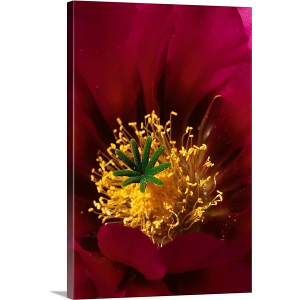 "Beavertail cactus flower, Tucson, AZ" Canvas Wall Art