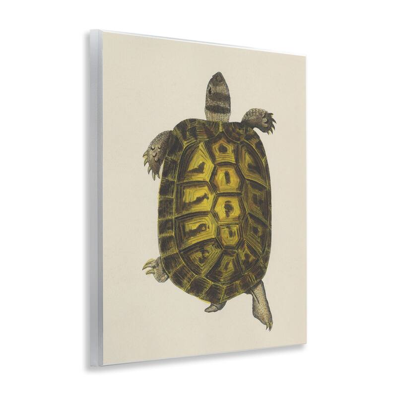 Stupell Vintage Maritime Tortoise Wall Plaque Art Design By Phillipa Katz