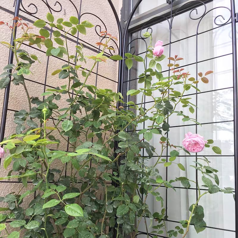 4 Pack Metal Garden Trellis for Climbing Plants Outdoor 86.7'' x 19.7'' Rustproof Plant Support Rose Trellis Netting Trellis