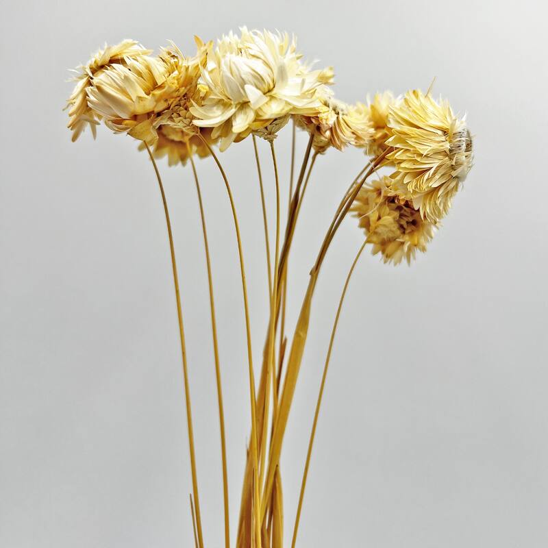 Bundle of 4 Dried Preserved Ruby Daisy Flower in 21" Multiple Colors - Bundle of 4