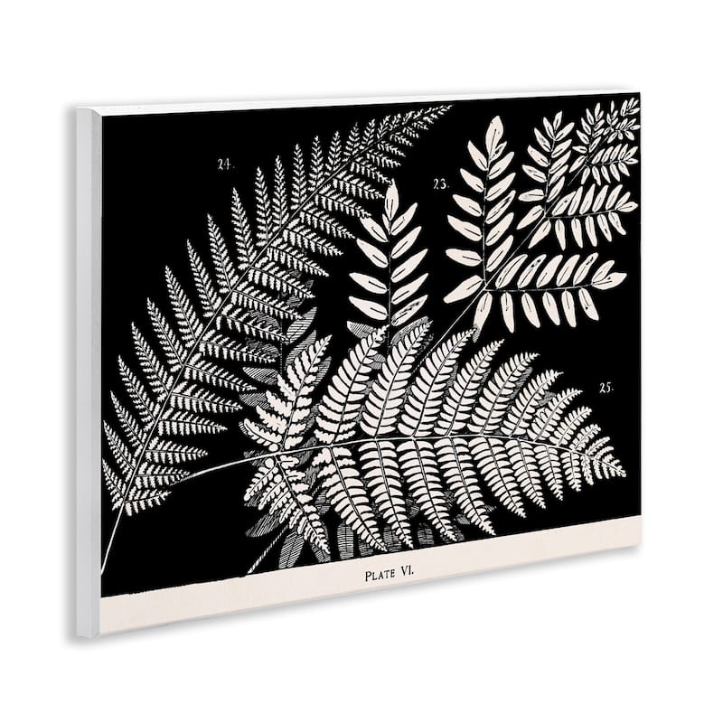 Stupell Fern Varieties on Black Wall Plaque Art Design By Phillipa Katz