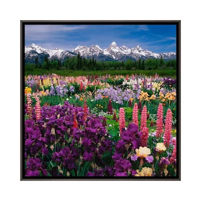 iCanvas "Iris & Lupine Field, Grand Teton National Park, Teton County, Wyoming, USA" by Adam Jones Framed