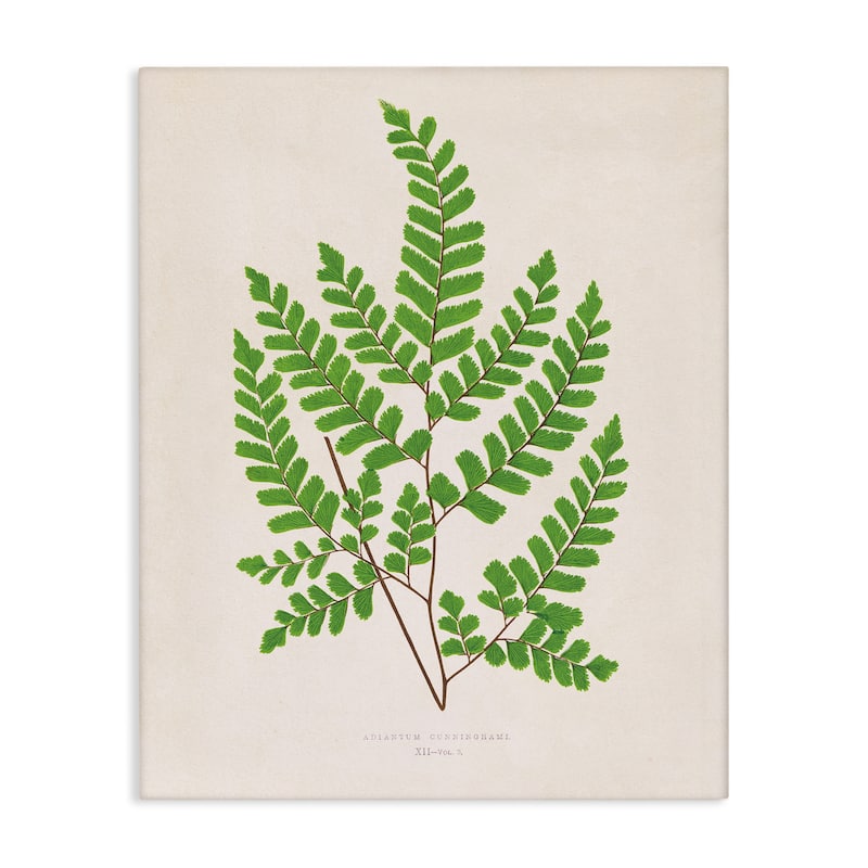 Stupell Woodland Sprigs Study Canvas Wall Art Design By Phillipa Katz - 24 x 30