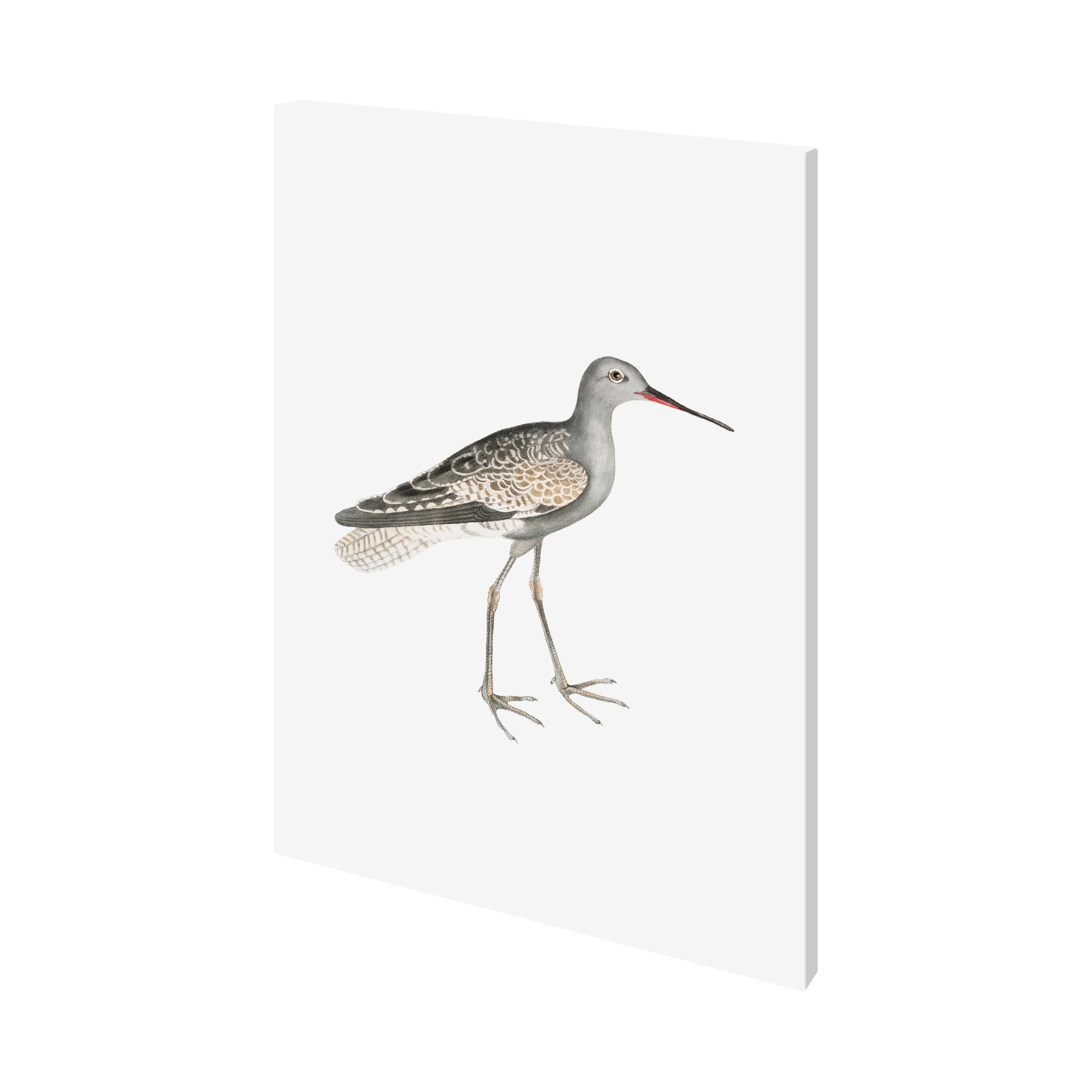 Mercana Ash Headed Snipe (27 x 36) Canvas Art Print