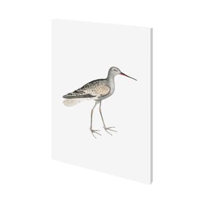 Ash Headed Snipe (36 x 48) Canvas Art Print
