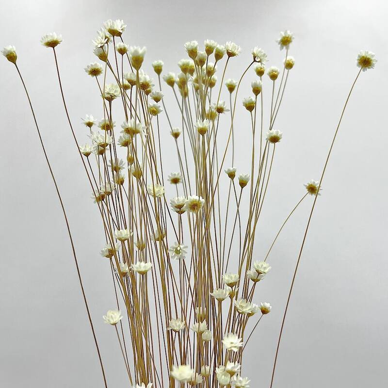 Bundle of 4 Preserved Little Star Flower,16-20" long - 16-22 inch