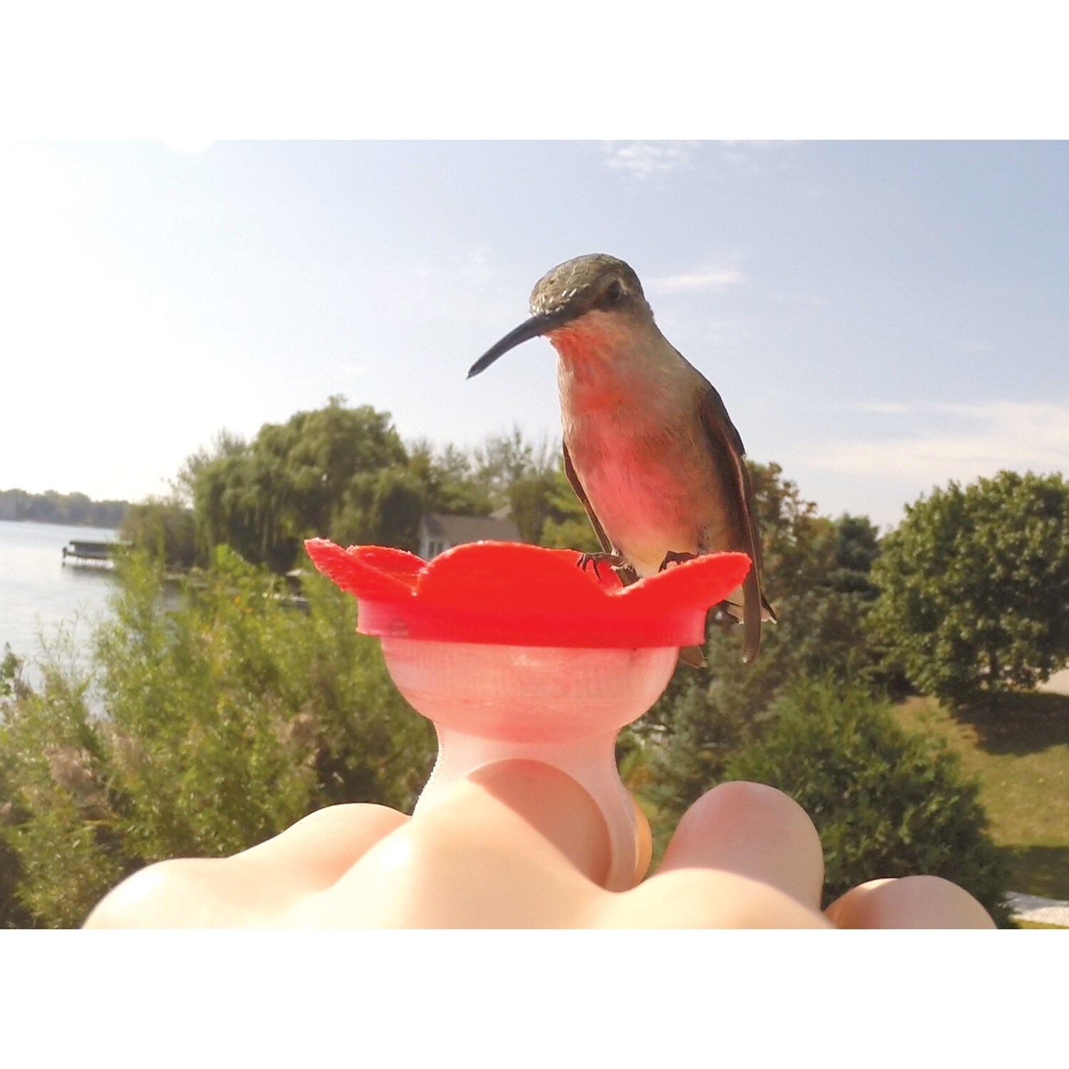 Shop Songbird Essentials Hummer Rings Hummingbird Feeder That You Wear On Your Finger Red 2 In Overstock 22965909