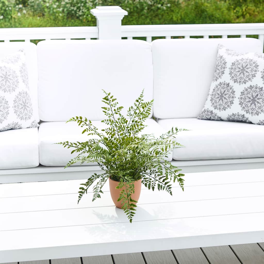 19" Potted UV Maiden Fern