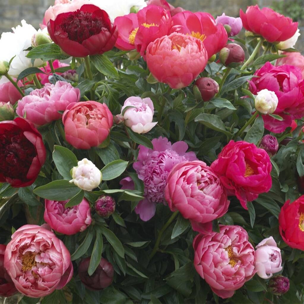 Van Zyverden Peonies Mixed Varieties Set of 6 Roots