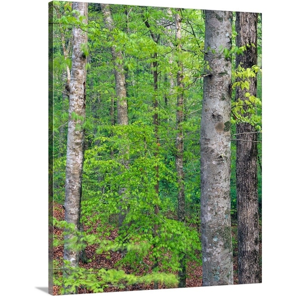 "Forest with american beech trees, Kistachie National Forest, Louisiana" Canvas Wall Art