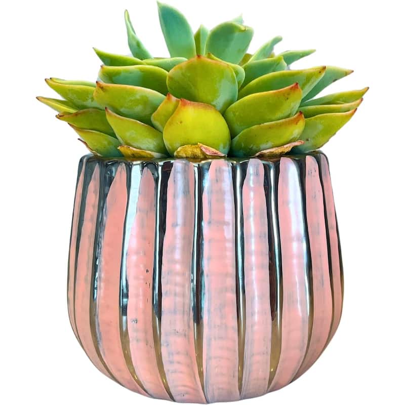 4.5 inch Ceramic Flower Pot - Chrome Pink