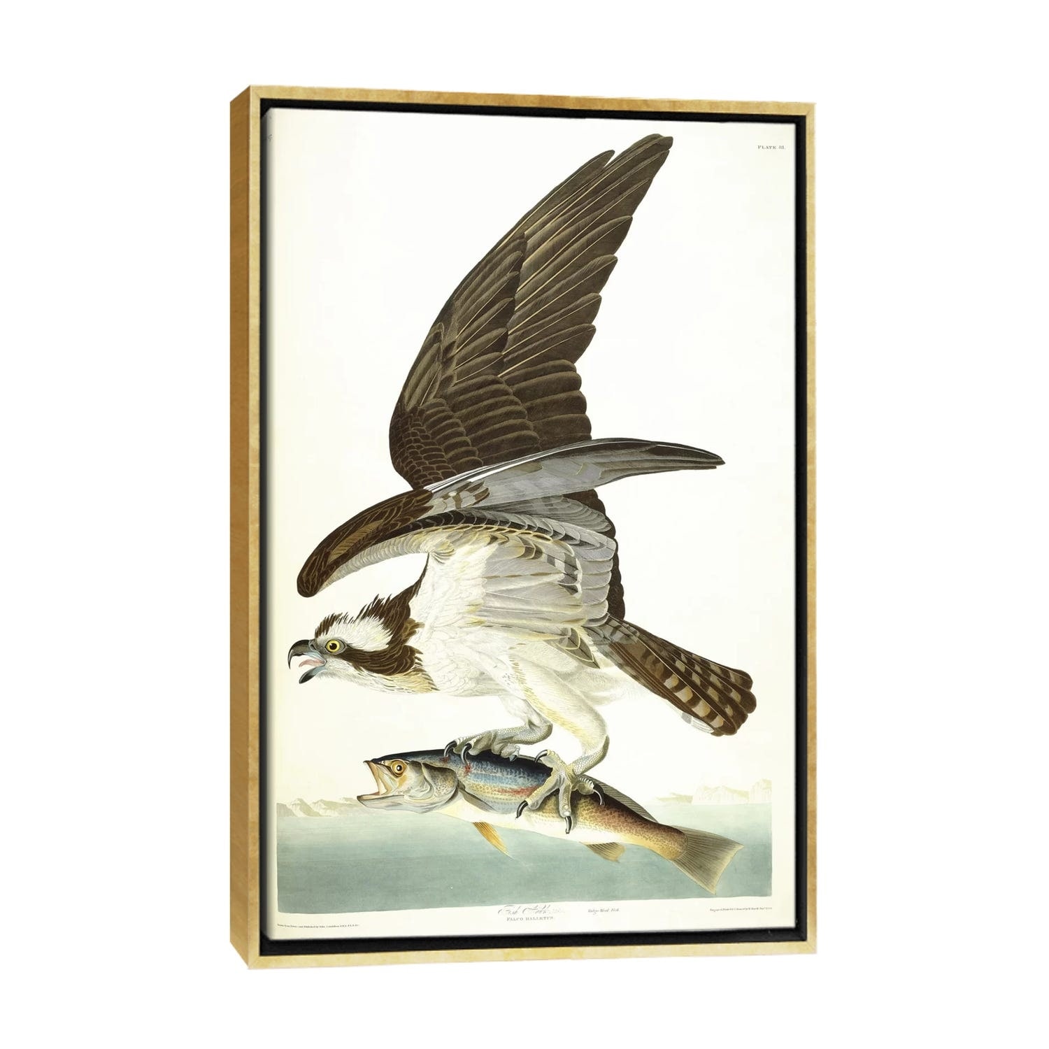 iCanvas Fish Hawk, 1830  by John James Audubon Framed Canvas Print - Bed  Bath & Beyond - 36648681