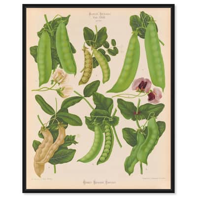 Podded Peas from Benary 1876 Canvas by Art Remedy