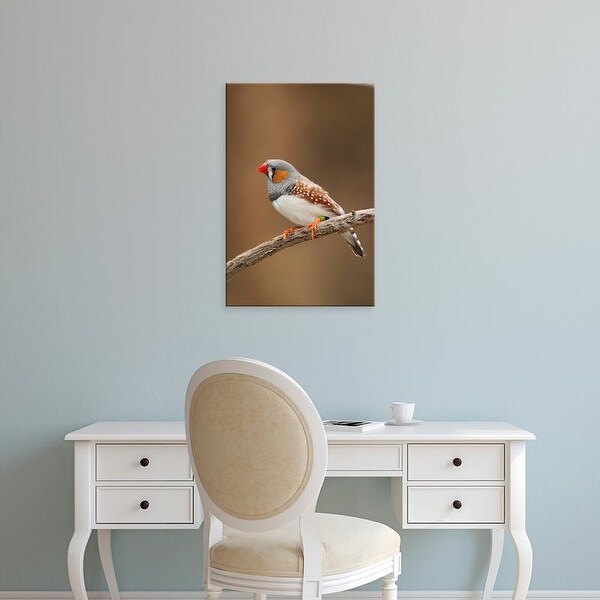 Easy Art Prints Adam Jones's 'Zebra Finch' Premium Canvas Art
