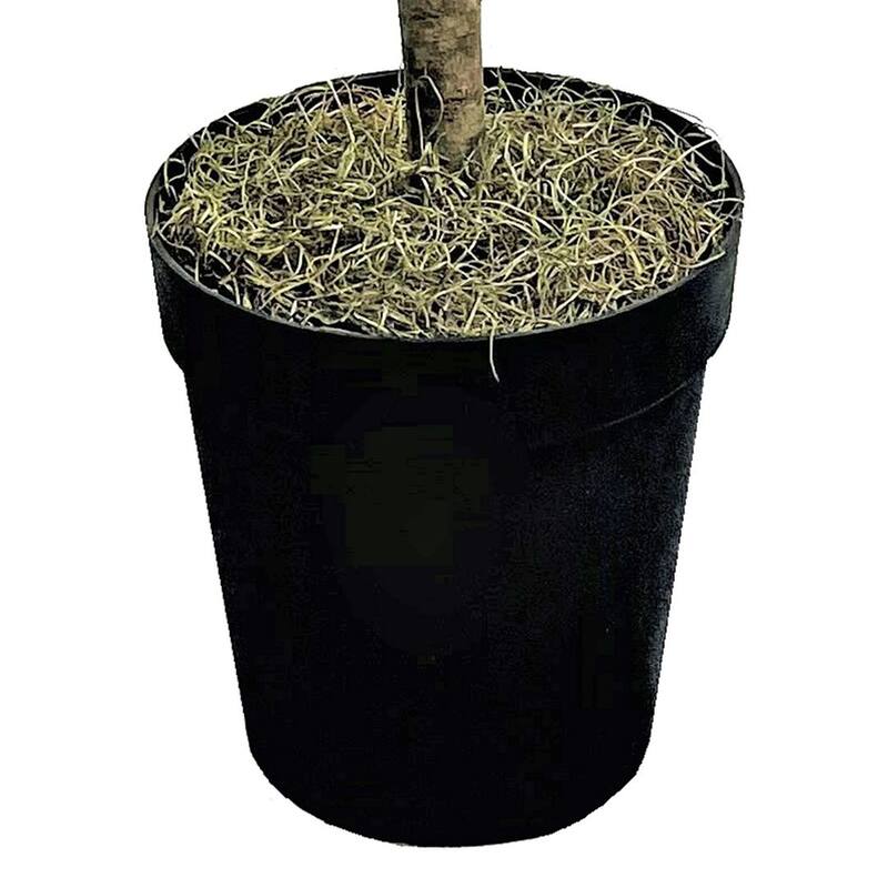 6-foot Artificial Eucalyptus Tree in Growers Pot