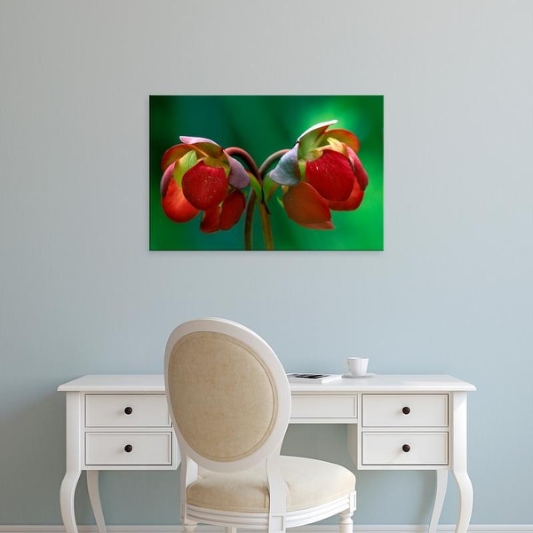 Easy Art Prints Claudia Adams's 'Pitcher Plant Blossom' Premium Canvas Art