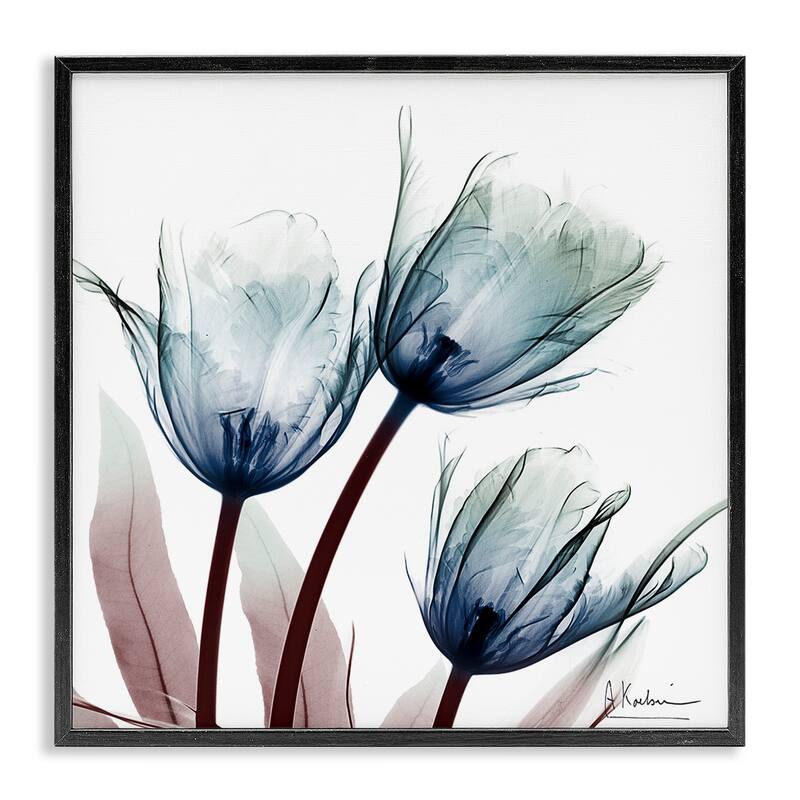 Stupell Translucent Tulip Bulbs Framed Giclee Art Design By Albert Koetsier - 24 x 24 - Black