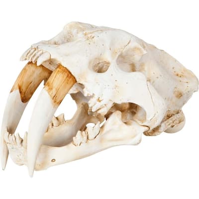 Authentic Replica Sabertooth Skull Sculpture - 9"W x 9"D x 15"H