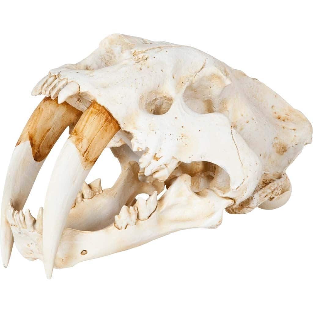 Authentic Replica Sabertooth Skull Sculpture - 9"W x 9"D x 15"H