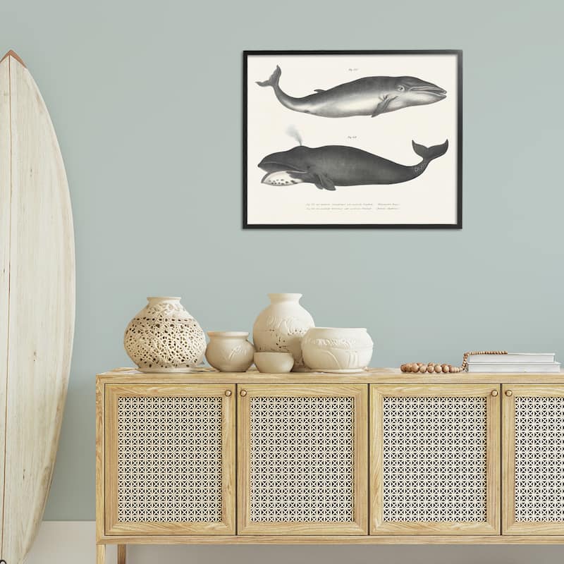 Stupell Vintage Whale Study Diagrams Framed Giclee Art Design By Phillipa Katz