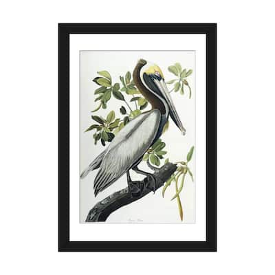 iCanvas "Brown Pelican, 1835 " by John James Audubon