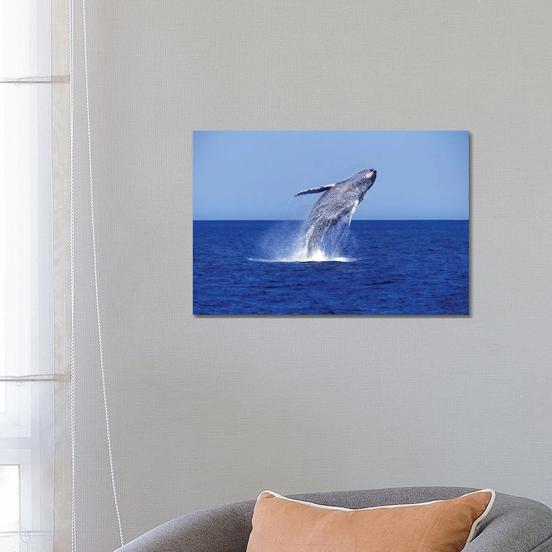 iCanvas "Humpback Whale Breaching In The Lower Gulf Of California, Mexico" by VWPics Canvas Print - 18x26x1.5