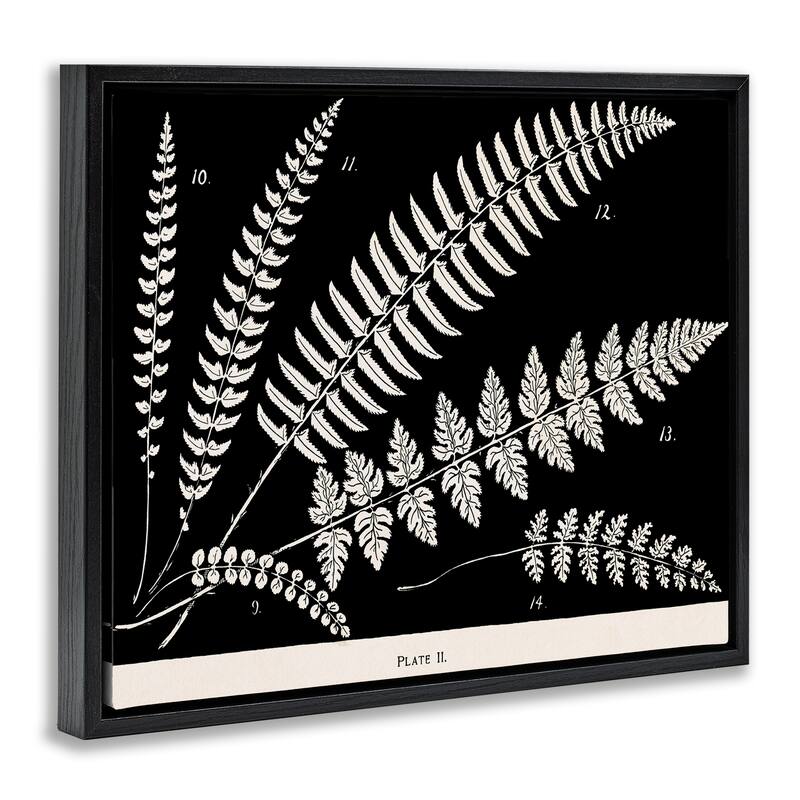 Stupell Fern Studies on Black Framed Floater Canvas Wall Art Design By Phillipa Katz