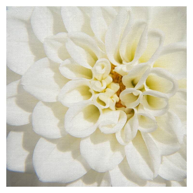 White Dahlia by Grand Image Canvas Art Print