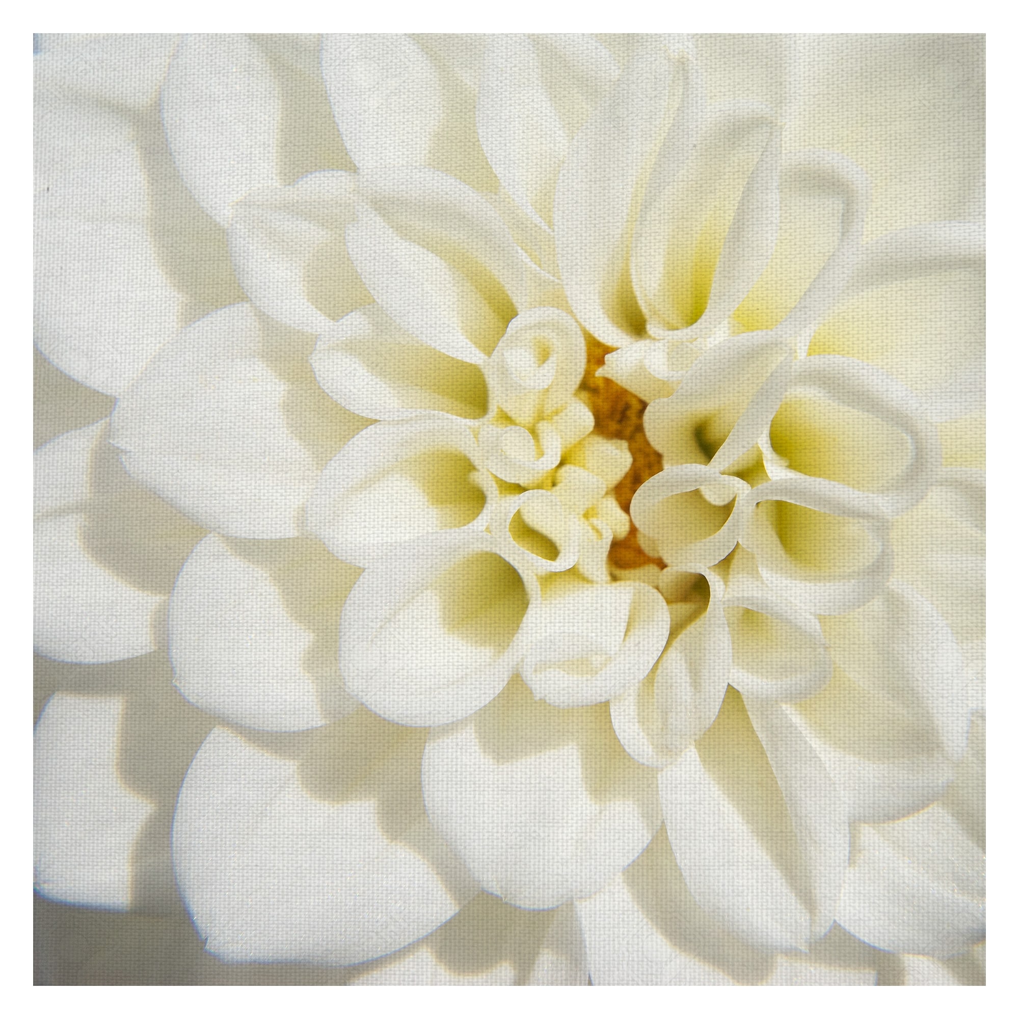White Dahlia by Grand Image Canvas Art Print