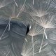 preview thumbnail 21 of 19, Harmony Dandelion Wallpaper - 20.8 in. W x 33 ft. L