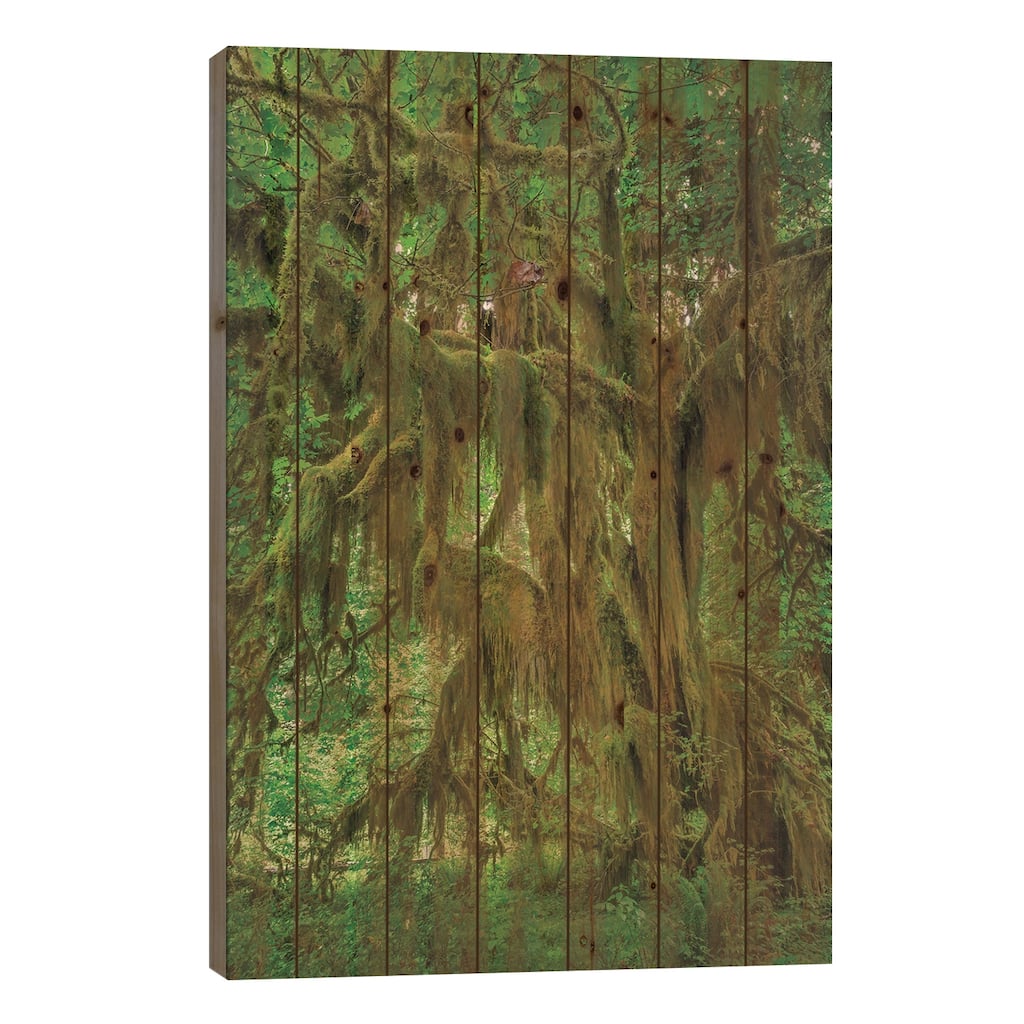 Big Leaf Maple Tree Draped With Club Moss, Hoh Rainforest, Olympic National Park, Washington State Print On Wood by Adam Jones