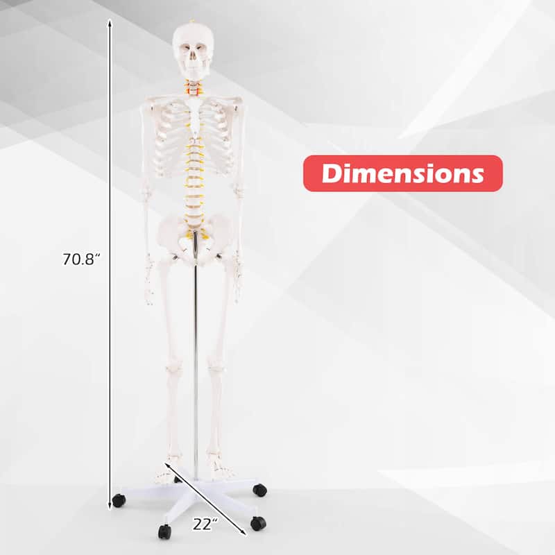 Costway 70.8" Life Size Human Skeleton Model Anatomical Skeleton with - as pic shows - See Details