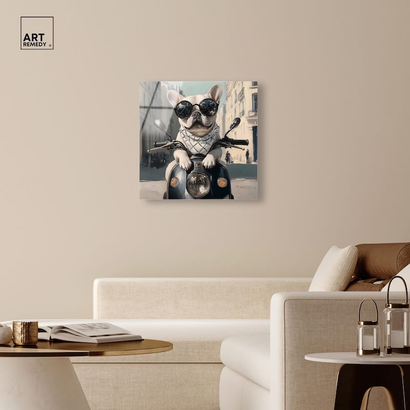 Frenchie on a Scooter Drive Acrylic by Art Remedy, Ready to Hang