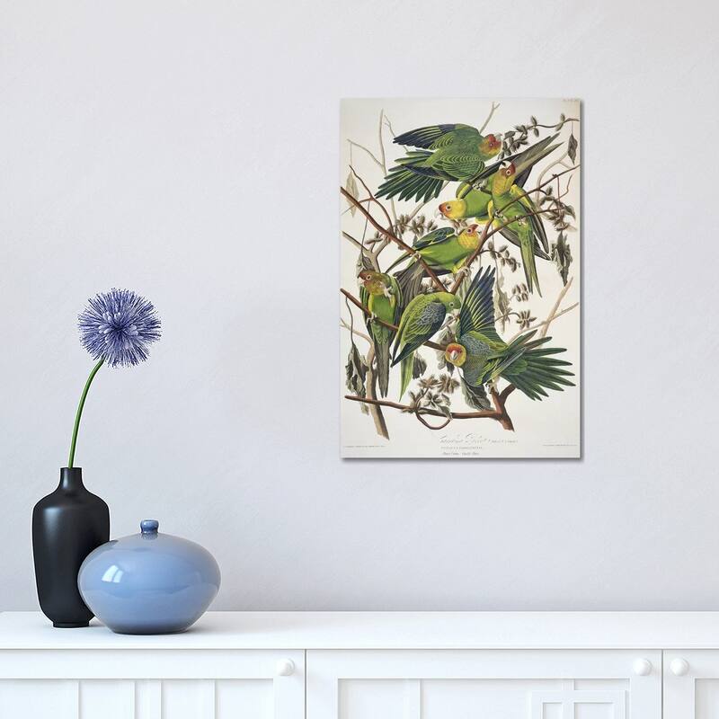 iCanvas "Carolina Parrot & Cuckle Burr" by John James Audubon Canvas Print - 18x12x1.5