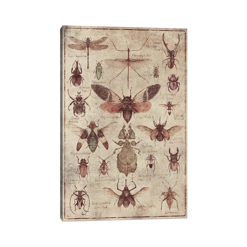 iCanvas "Vintage Insects" by Mike Koubou Canvas Print