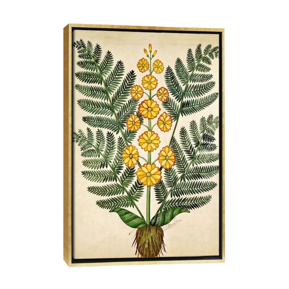 iCanvas "Fern with yellow flowers, plate from a seed merchants in Oisans " by French School Framed