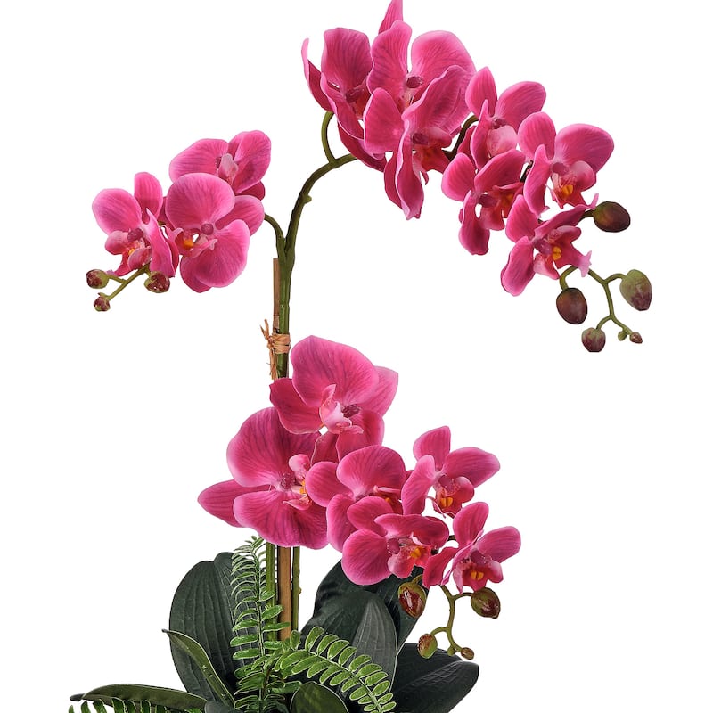 23" Phalaenopsis 3 buds And Fern In Terracotta Pot