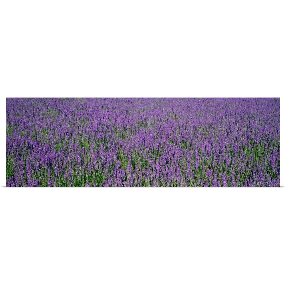 https://ak1.ostkcdn.com/images/products/is/images/direct/6603e85365f49309758c446f70ab672a6c215d81/Poster-Print-entitled-Field-of-Lavender-Hokkaido-Japan.jpg