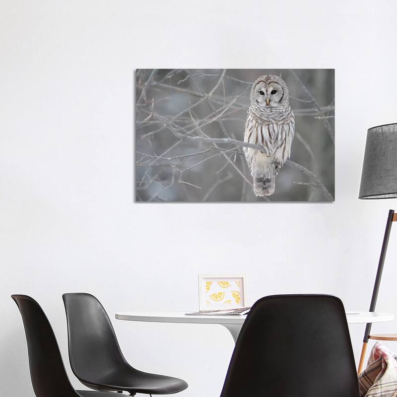 iCanvas "Barred Owl on Branches" by Unknown Artist Canvas Print - 26x40x1.5