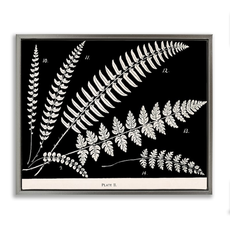 Stupell Fern Studies on Black Framed Floater Canvas Wall Art Design By Phillipa Katz - 21 x 17 - Grey