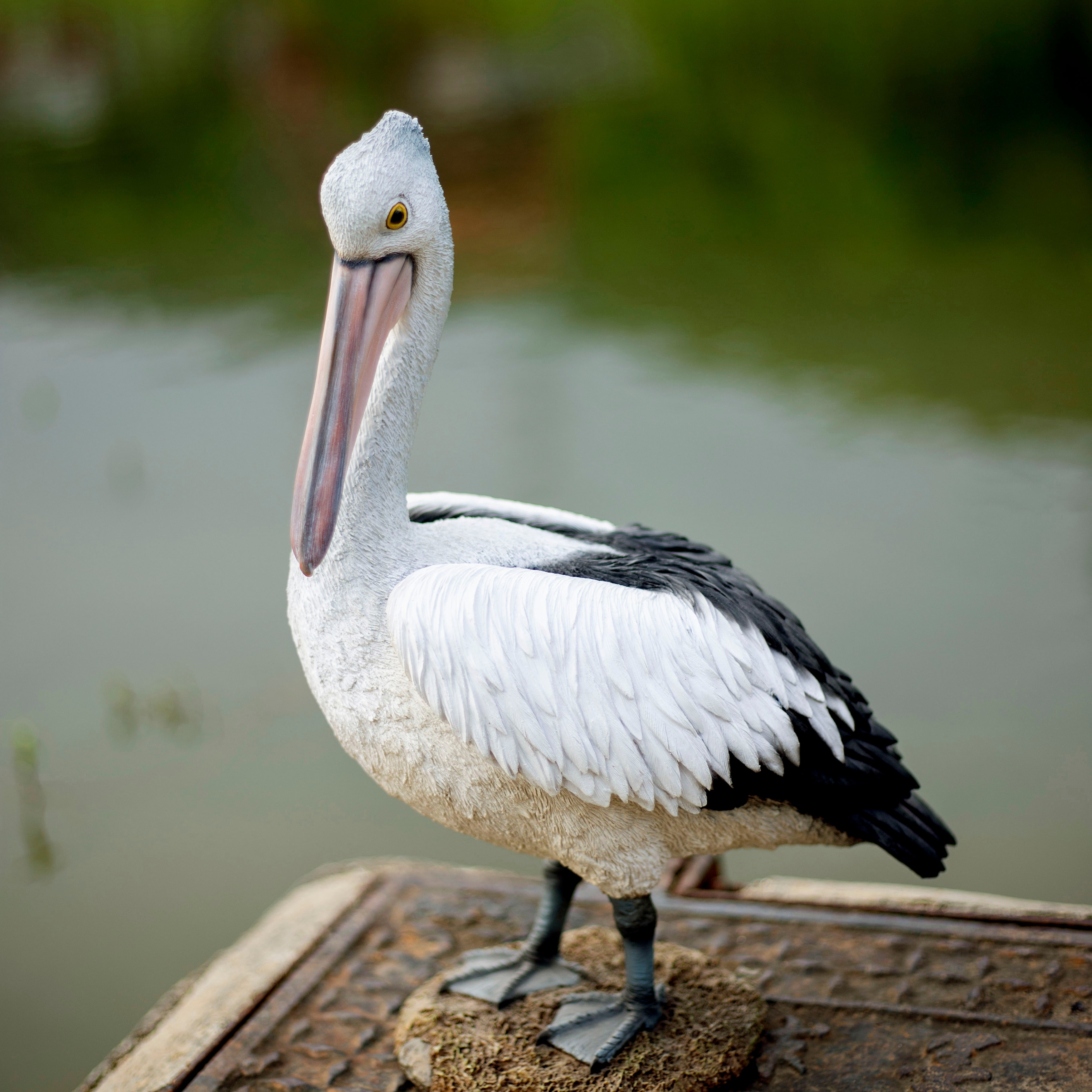 SoReal White pelican