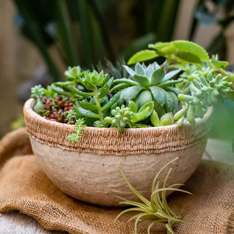 RusticReach Rattan Pattern Edge Cement Planter