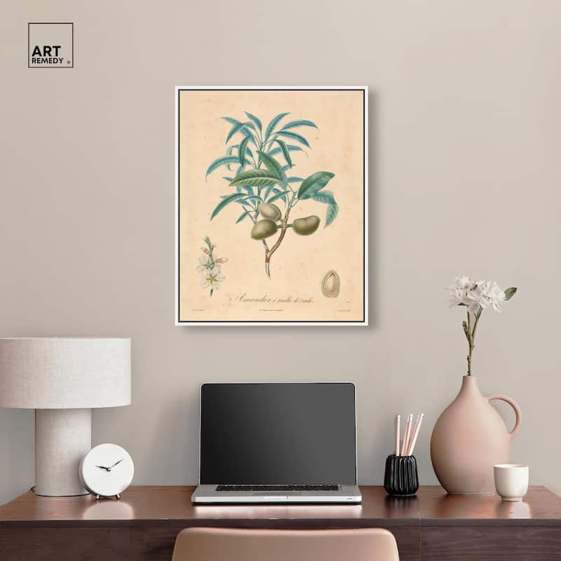 Almond of Georgia II Canvas by Art Remedy