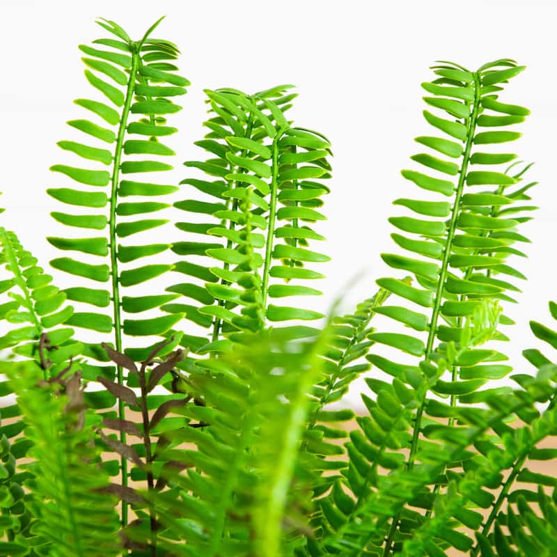 27-in UV Resistant Artificial Boston Fern Plant (Indoor/Outdoor) - Green